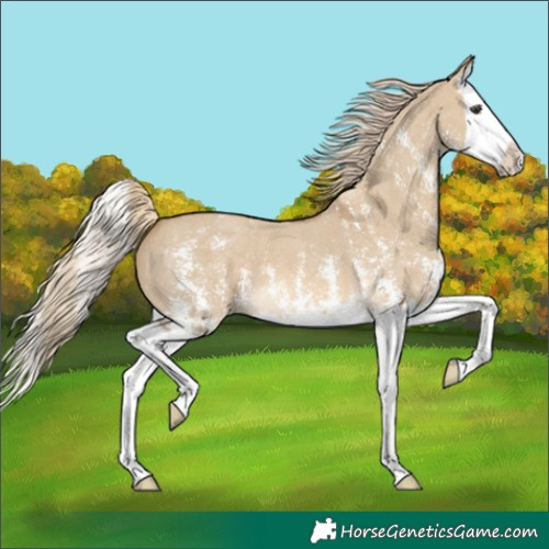 Horse Color:Chocolate Palomino Dun Sabino Splash 