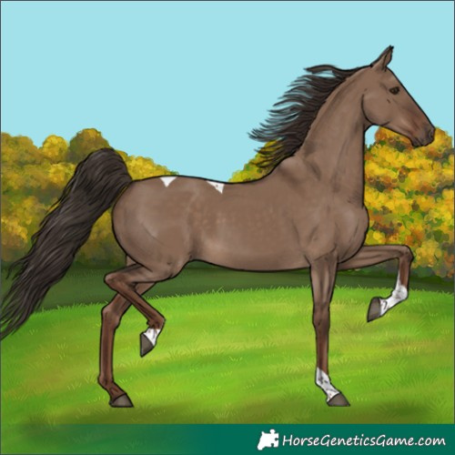 Horse Color:Liver Red Dun Tobiano 