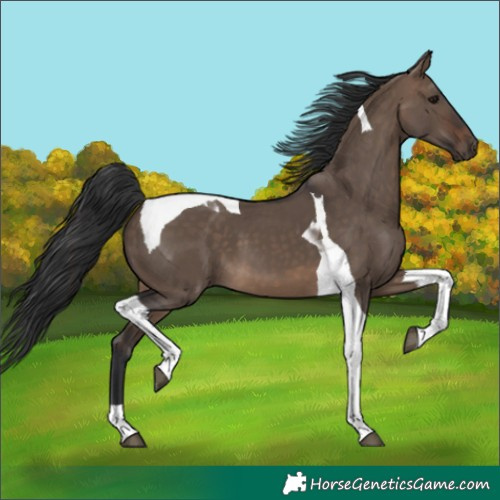 Horse Color:Brown Dun Tobiano 