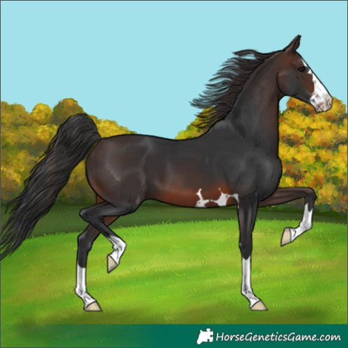 Horse Color:Brown 