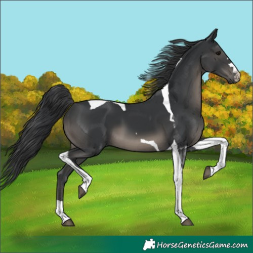 Horse Color:Black Tobiano 