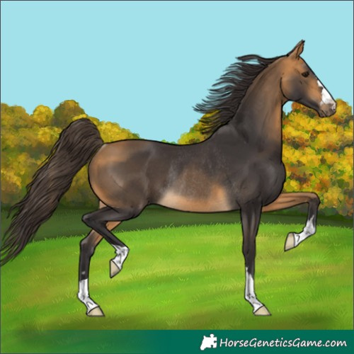 Horse Color:Buckskin Rabicano 
