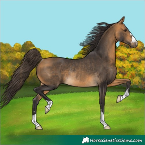Horse Color:Buckskin Rabicano 