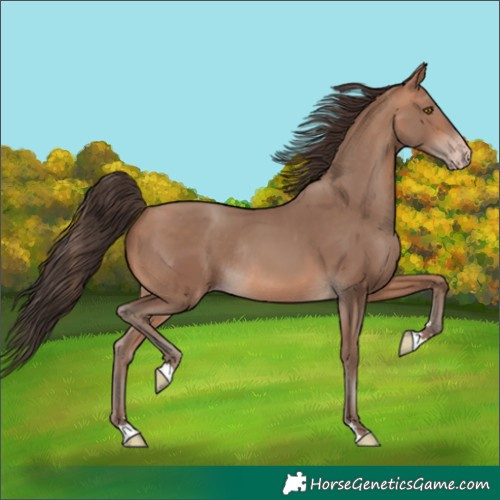 Horse Color:Amber Champagne Rabicano 