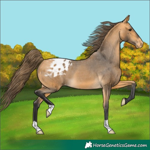 Horse Color:Buckskin Appaloosa 