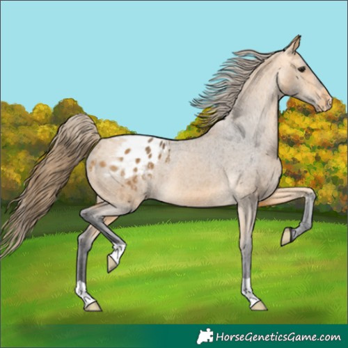 Horse Color:Buckskin Appaloosa 