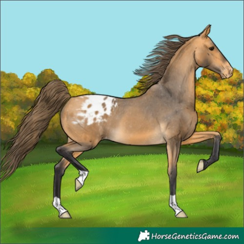 Horse Color:Buckskin Blanket 