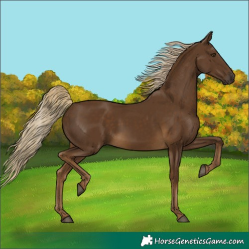 Horse Color:Chocolate Palomino 