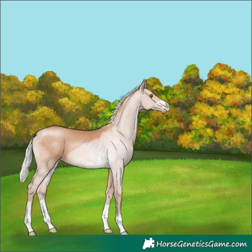 Horse Color:Silver Black Pearl 