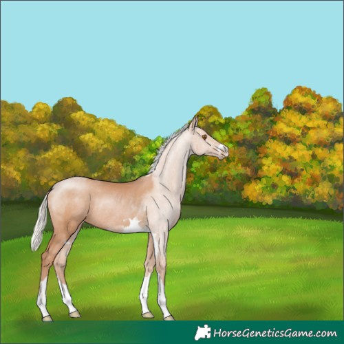 Horse Color:Silver Black Pearl Rabicano 