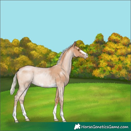 Horse Color:Silver Black Pearl Rabicano 