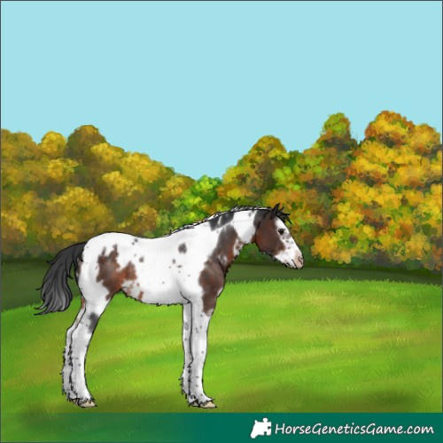 Horse Color:White Spotted Brown Splash Tobiano Frame Appaloosa Rabicano 