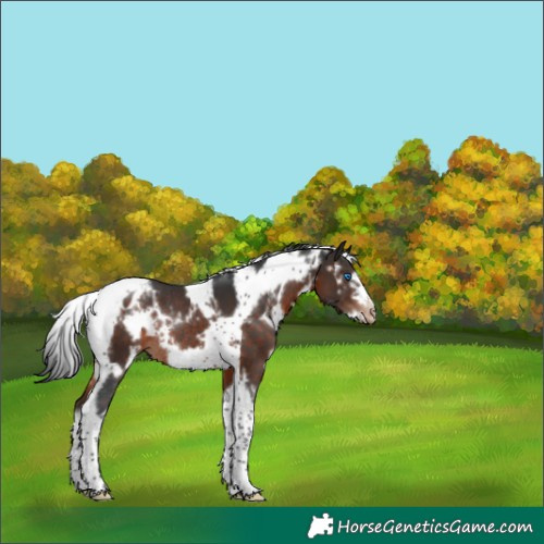 Horse Color:White Spotted Brown Tobiano Frame Appaloosa Rabicano 