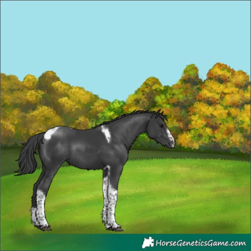 Horse Color:Black Tobiano Frame Rabicano 