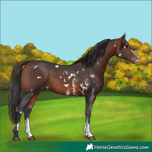 Horse Color:White Spotted Bay Sabino Appaloosa Rabicano 