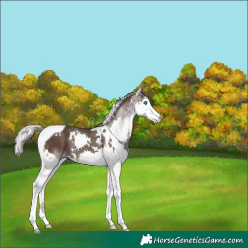 Horse Color:White Spotted Silver Black Splash Tobiano 