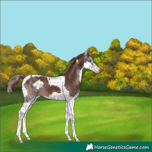 Horse Color:Liver Chestnut Splash Tobiano 