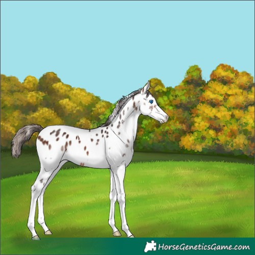 Horse Color:Bay Splash Tobiano Near Leopard 