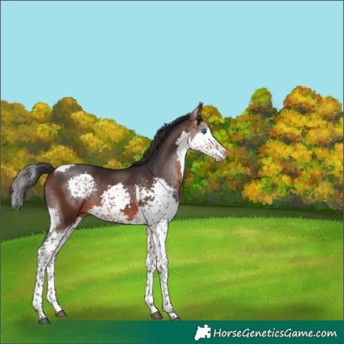 Horse Color:Brown Splash Tobiano Varnish Rabicano 