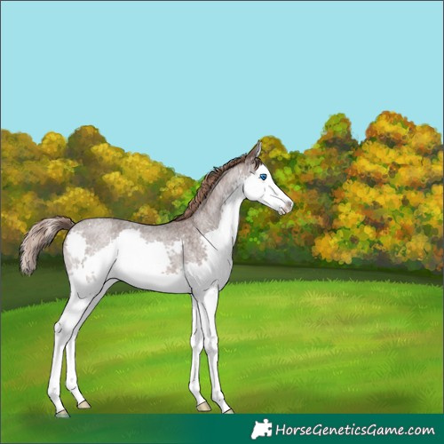 Horse Color:Liver Red Roan Splash Rabicano 