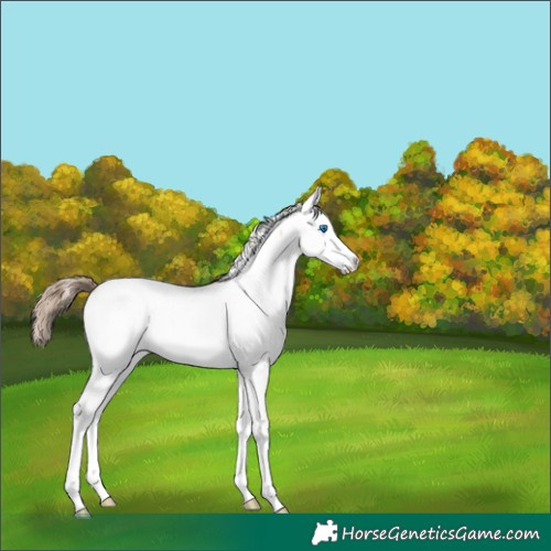 Horse Color:Liver Red Dun Pearl Splash Appaloosa 