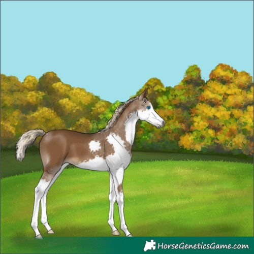 Horse Color:Gray Chocolate Palomino Splash 