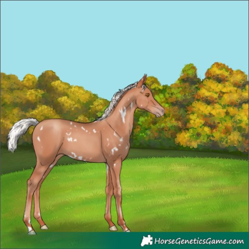Horse Color:White Spotted Silver Classic Champagne 