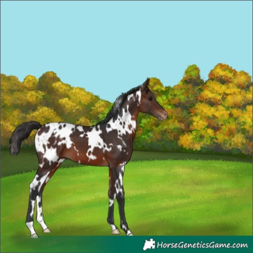 Horse Color:White Spotted Brown Blanket 