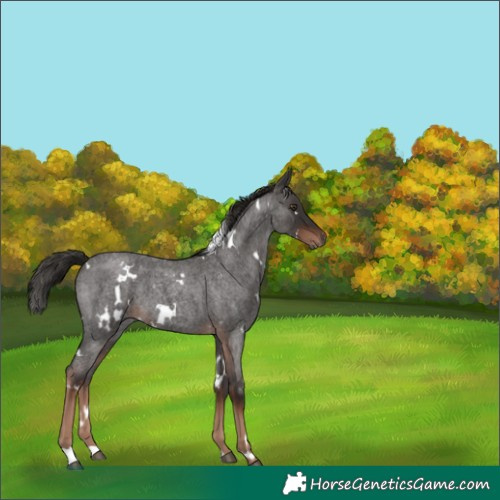 Horse Color:White Spotted Liver Red Roan 