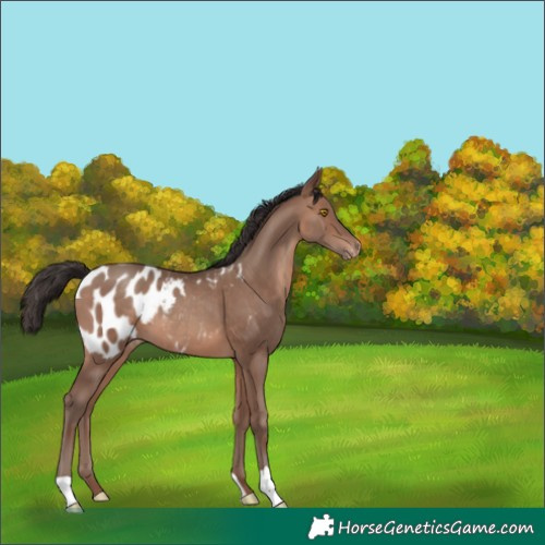 Horse Color:Sable Champagne Appaloosa 