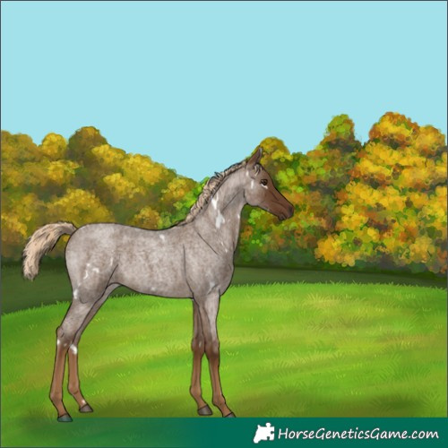 Horse Color:White Spotted Chocolate Palomino Roan 