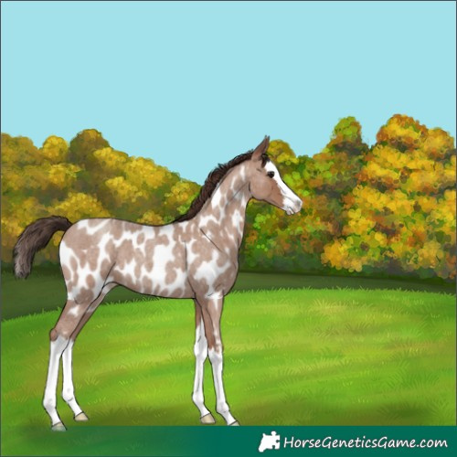 Horse Color:Classic Champagne Roan Splash Near Leopard 