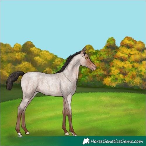 Horse Color:Sable Champagne Roan 