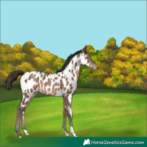 Horse Color:Sable Champagne Appaloosa 