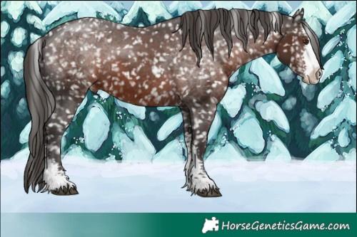 Horse Color:Liver Chestnut Sabino Appaloosa 