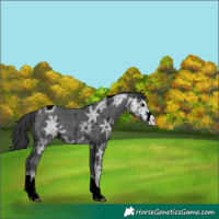 Horse Color:Black Ice Sabino Tobiano 