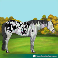 Horse Color:Black Ice Frame Appaloosa