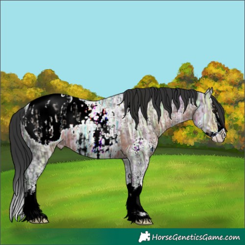 Horse Color:Brown Ice Sabino Appaloosa  and Brown Ice Sabino Splash Appaloosa 