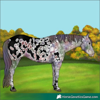 Horse Color:Nacre Black Ice Sabino Appaloosa 
