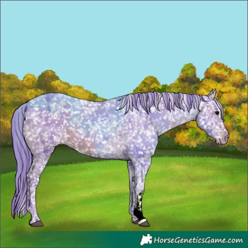 Horse Color:Watercolor Black Ice Sabino Appaloosa 