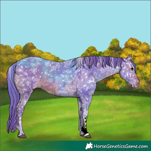 Horse Color:Watercolor Black Ice Sabino Appaloosa 