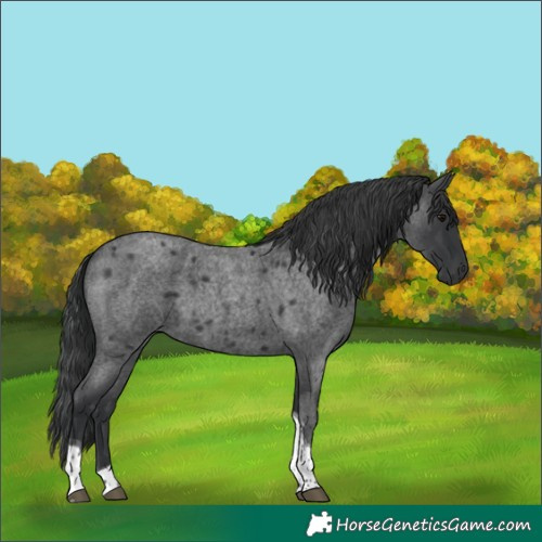 Horse Color:Blue Roan Tobiano 