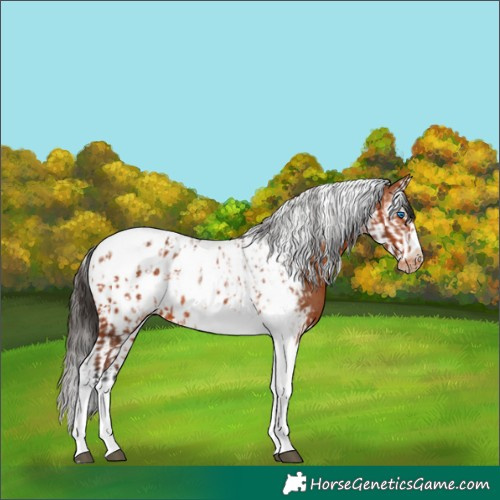 Horse Color:Bay Splash Tobiano Frame Appaloosa  and Bay Splash Tobiano Frame Appaloosa 