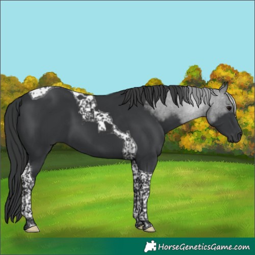 Horse Color:Black Tobiano 