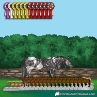Horse Color:White Spotted Grullo Roan Appaloosa and White Spotted Brown Appaloosa