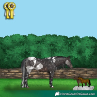 Horse Color:White Spotted Grullo Roan Appaloosa and White Spotted Brown Appaloosa