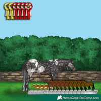 Horse Color:White Spotted Grullo Roan Appaloosa and White Spotted Brown Appaloosa