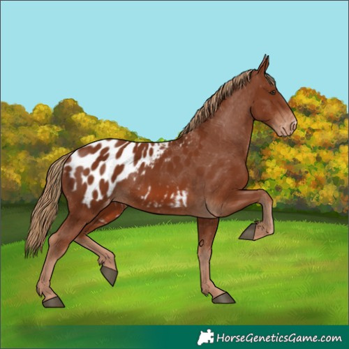 Horse Color:Chestnut Appaloosa 