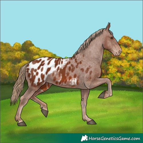 Horse Color:Chestnut Appaloosa 