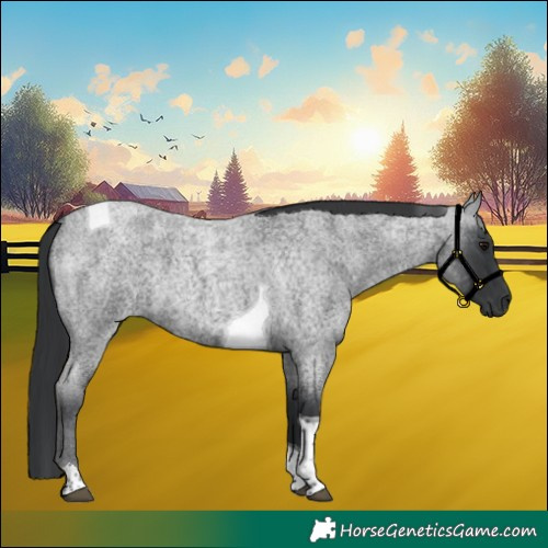 Horse Color:Blue Roan Tobiano 